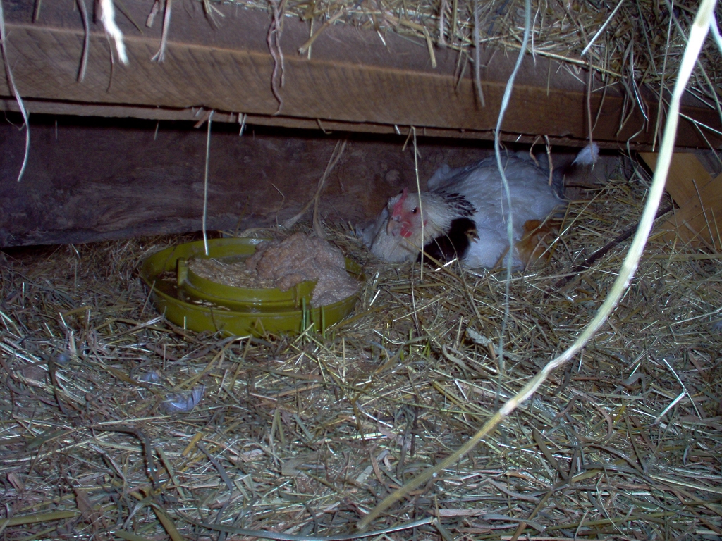 20050720 SUSSEX LIGHT HEN + First Chicks 03.jpg